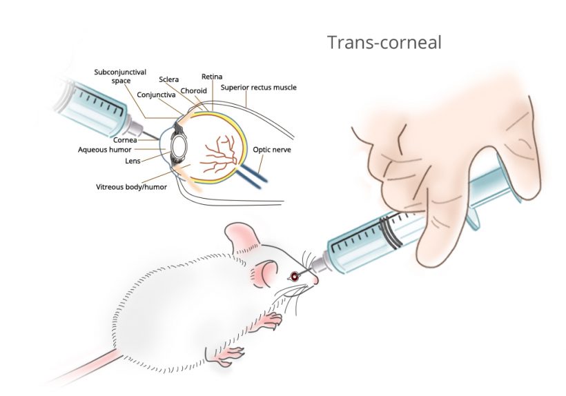 B-04-Trans-corneal_rev