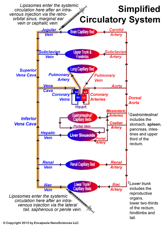 Circulation1