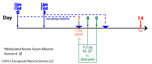 Experimental timeline for mBSA/IL-1-induced arthritis in mice by Lawlor, et. al. (2005)