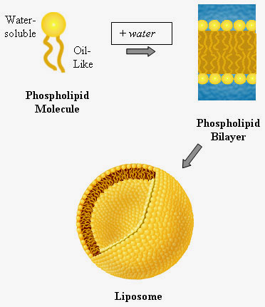 about_liposome_1