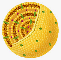 about_liposome_2
