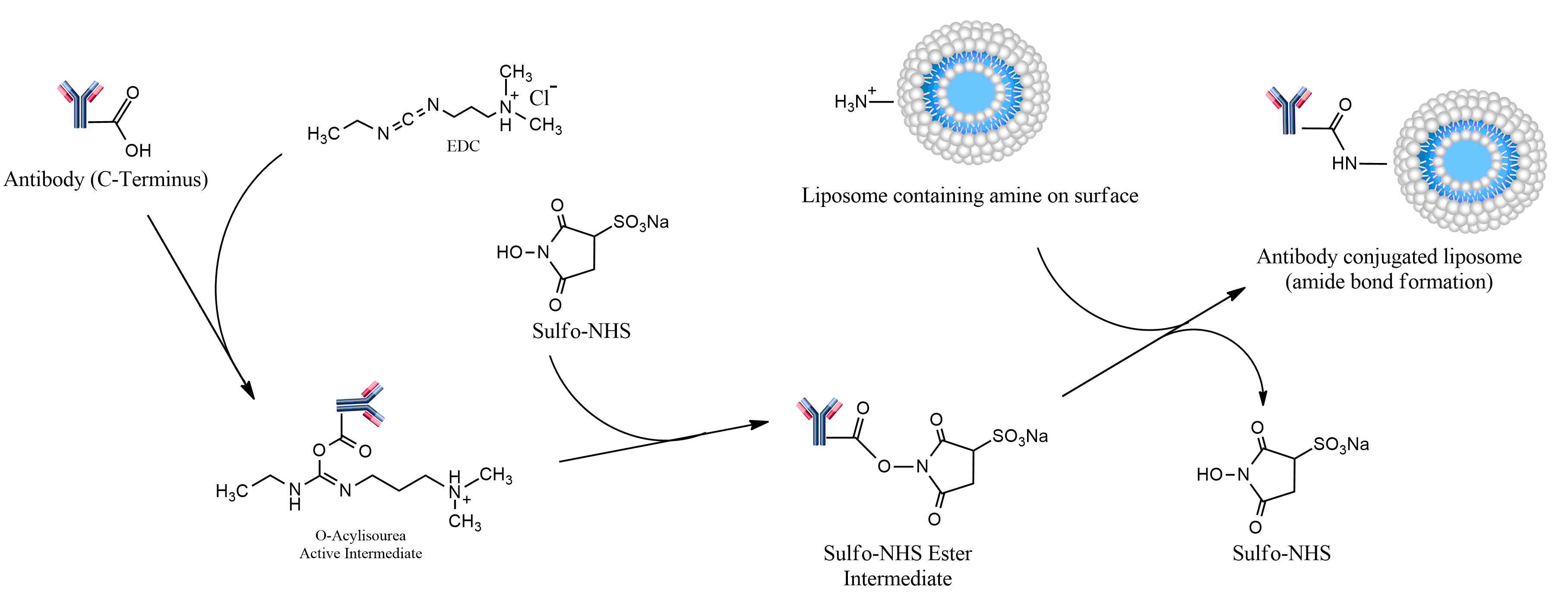 antibody reactivity