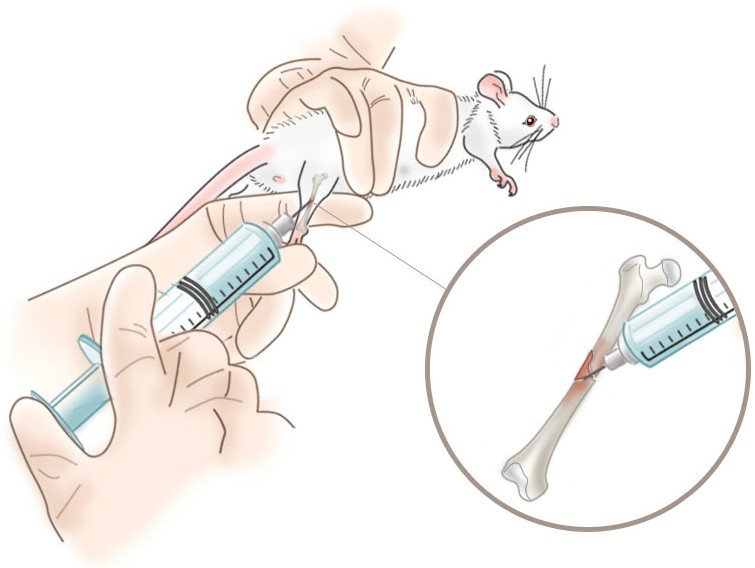 intraperitoneal injection in mice