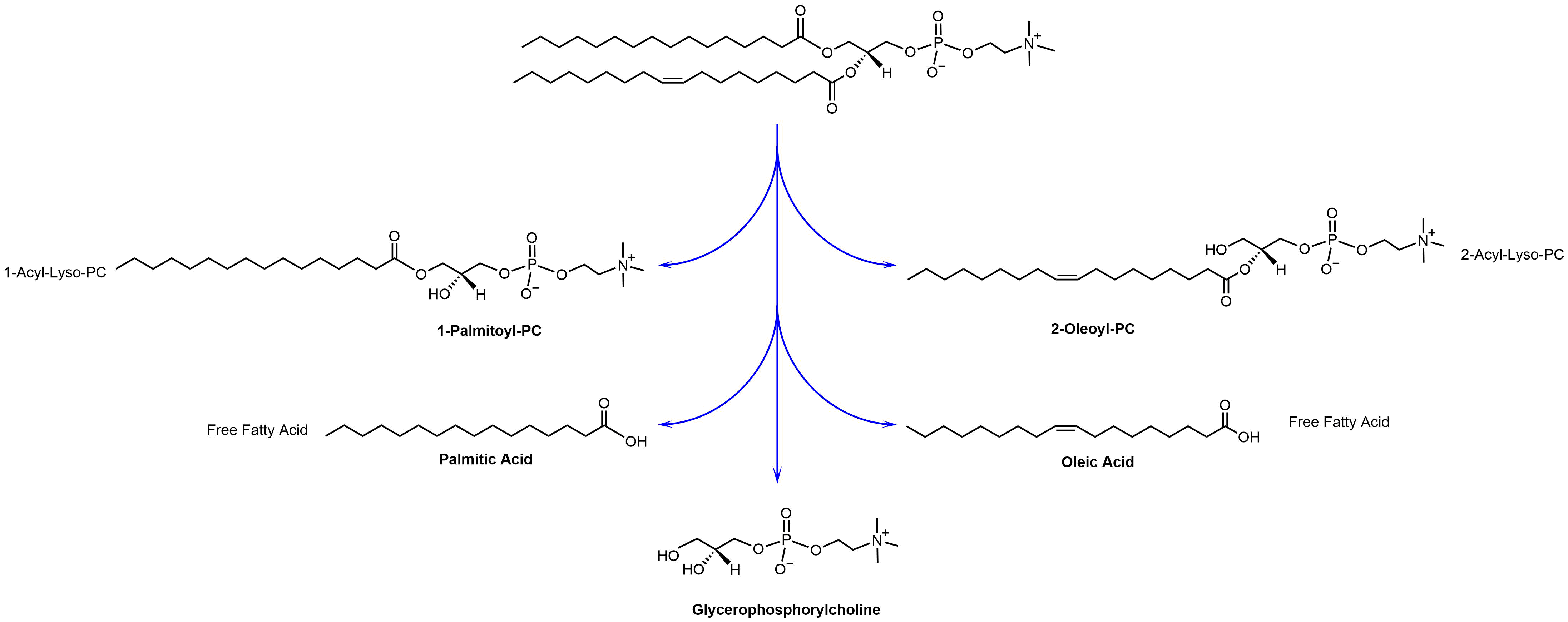 Phospholipids